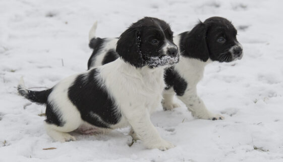 Ny kennel hälsas välkommen